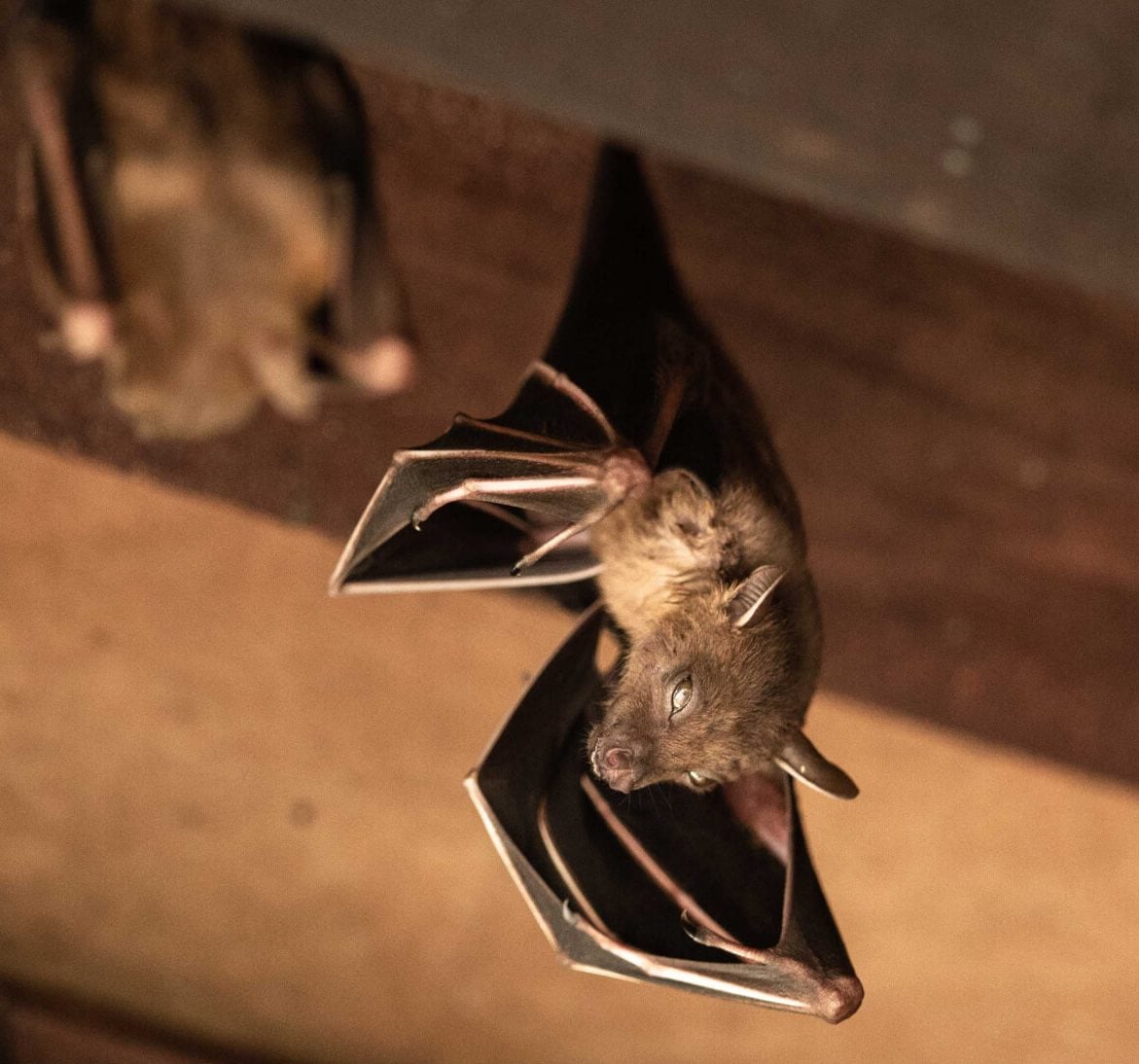 Wildlife-Bats in Felton